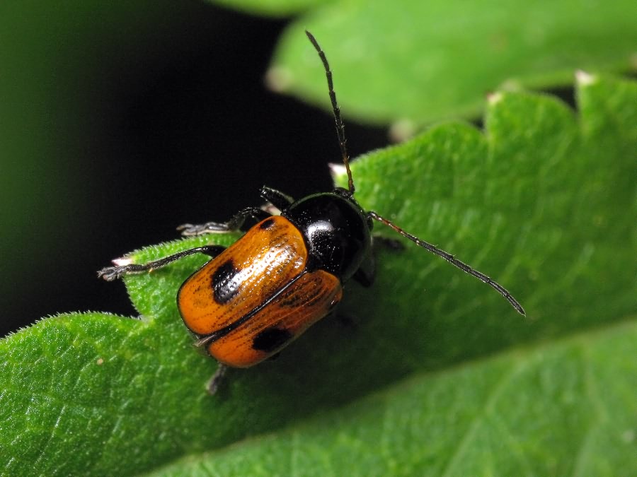 Cryptocephalus (Cryptocephalus) bipunctatus (Linnaeus, 1758)